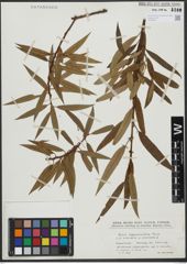 Foto von Salix triandra L. x Salix viminalis L.